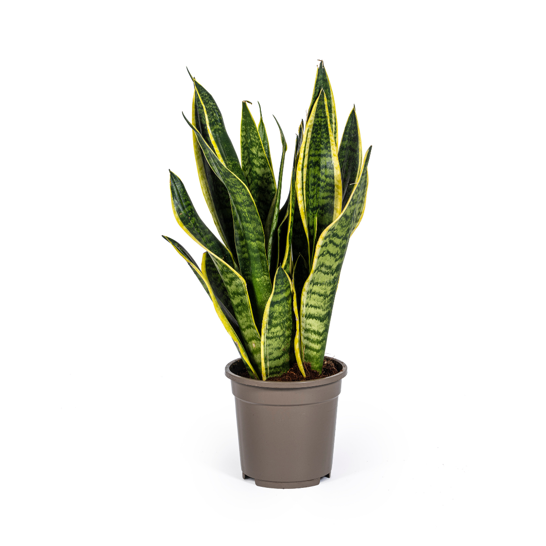 Sansevieria Trifasciata Futura Superba, plant in pot