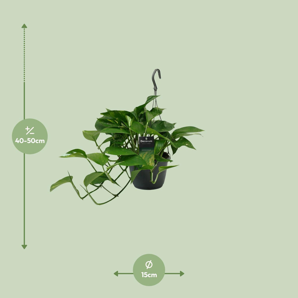Detailfoto van Scindapsus (Epipremnum)