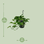 Detailfoto van Scindapsus (Epipremnum)
