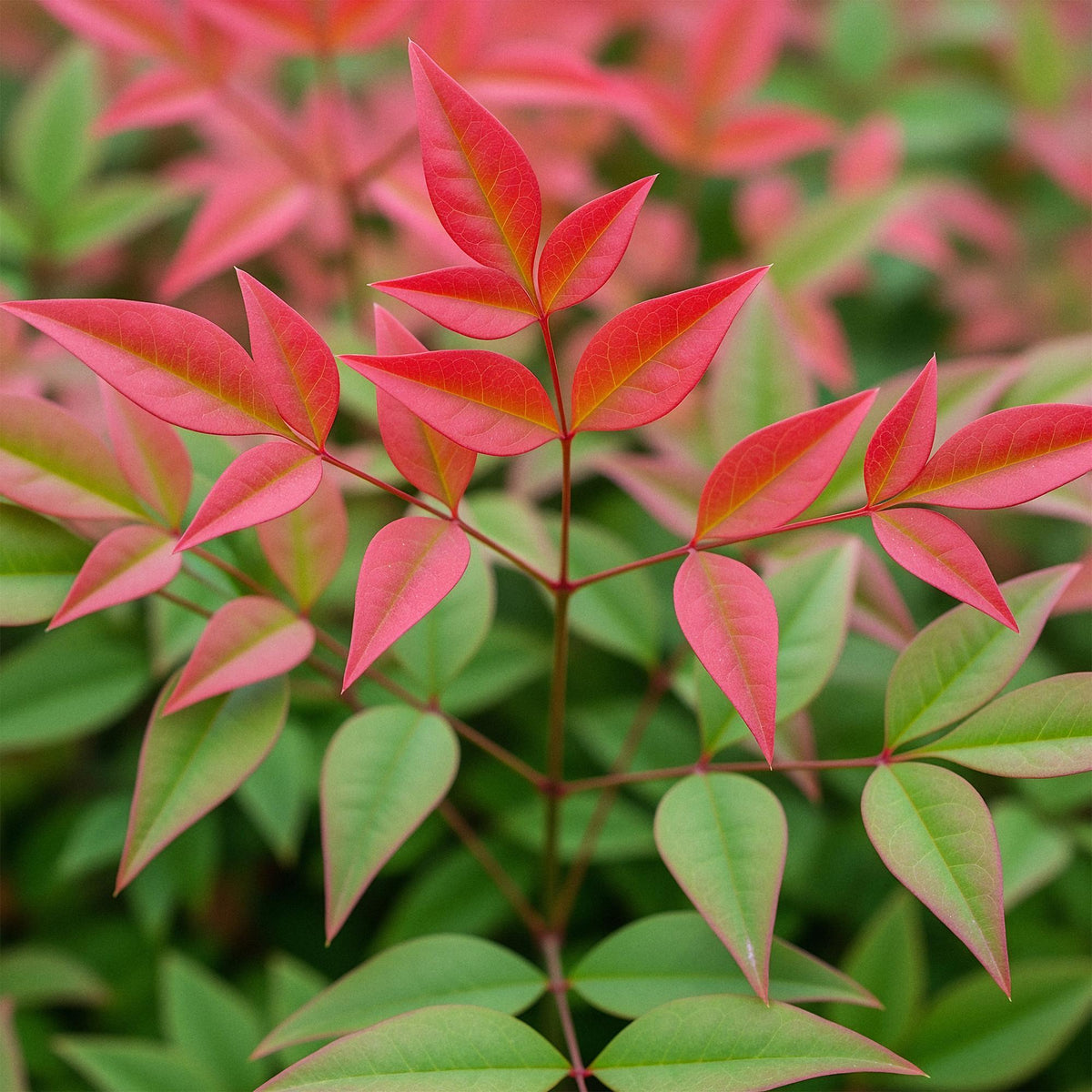 Nandina Obsessed, kenmerkend blad