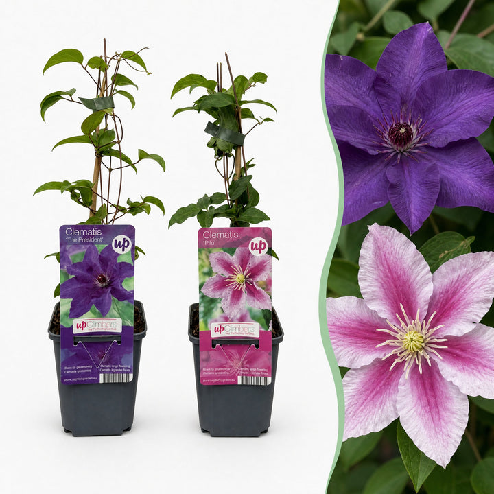 Clematis duo paars en roze - bosrank - set van 4