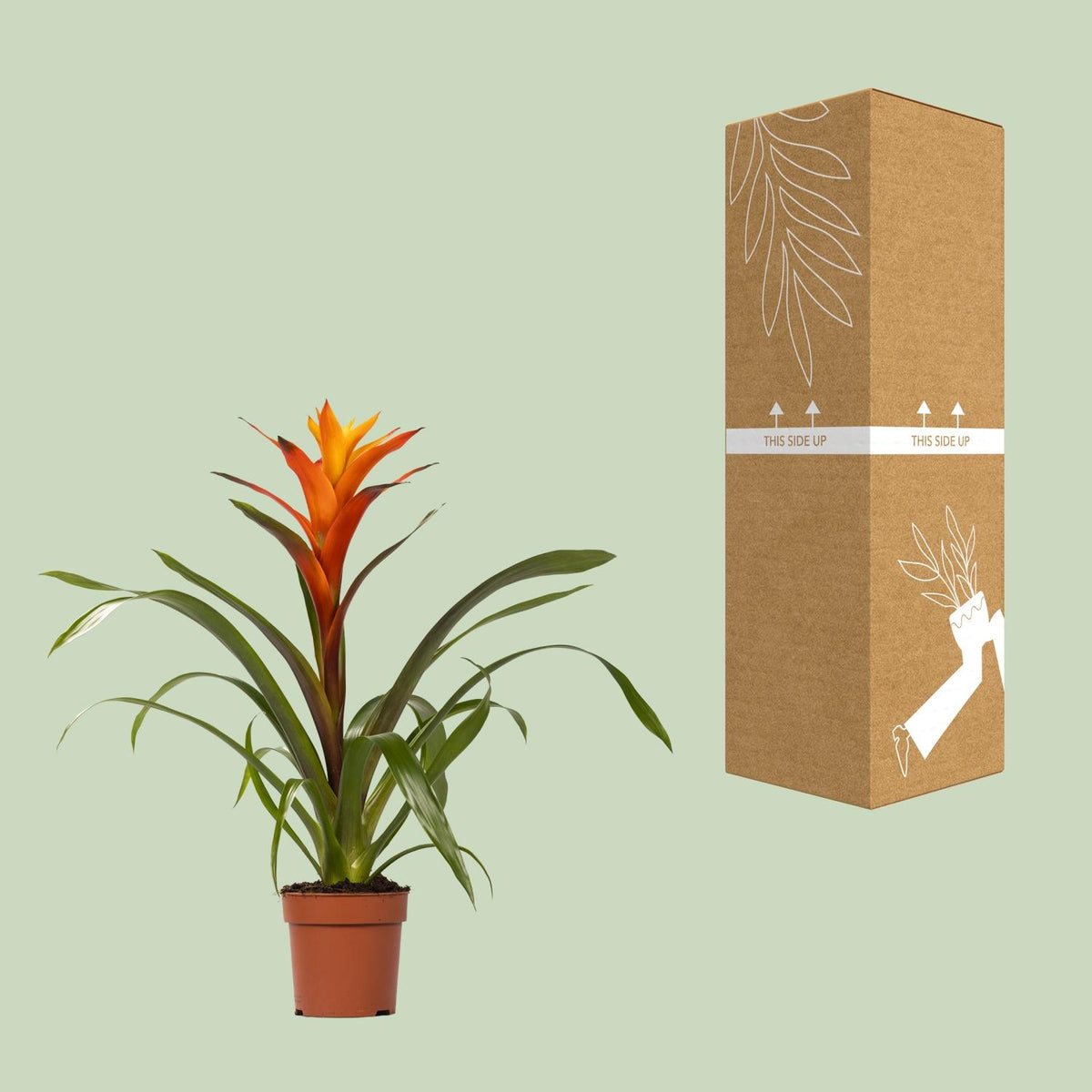 Detailfoto van Guzmania Variada