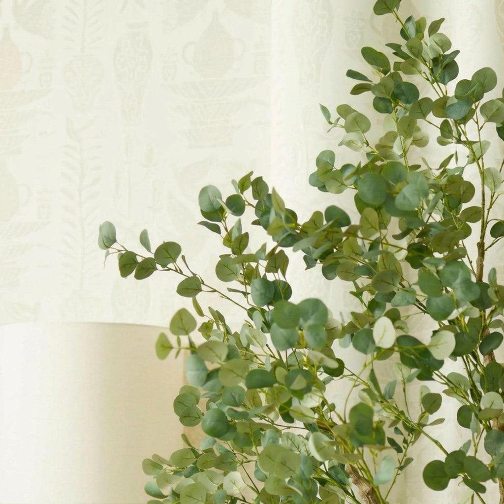 Eucalyptus boom, compacte plant