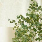 Eucalyptus boom, compacte plant
