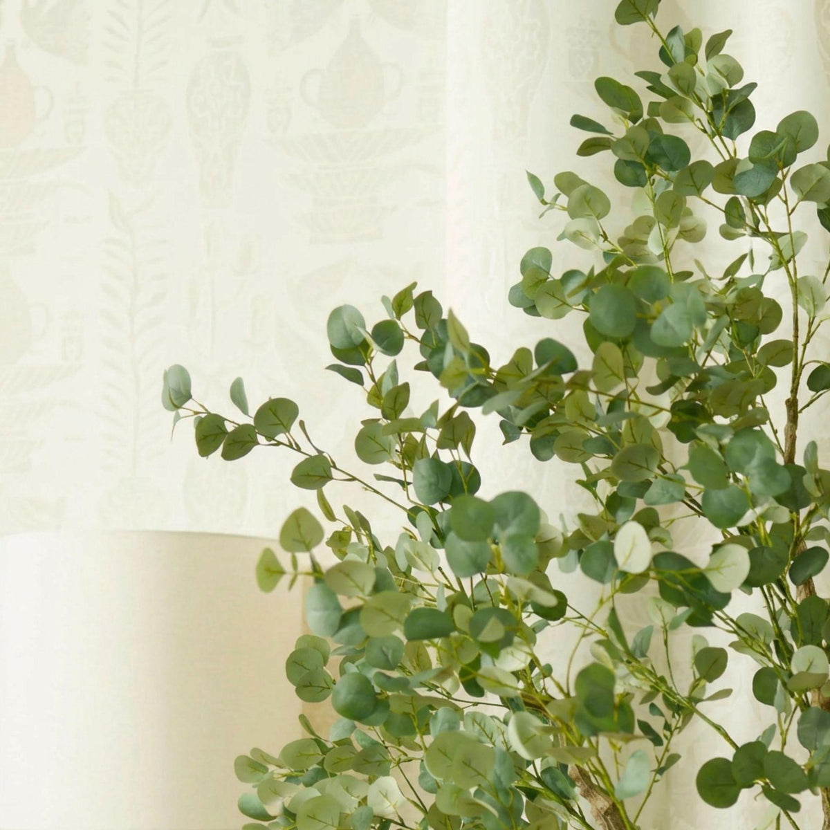 Eucalyptus boom, compacte plant