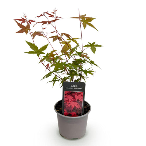 Acer palmatum Beni, sterke plant