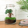DIY terrarium - Jar - Ficus Ginseng bonsai - Met complete gereedschapsset