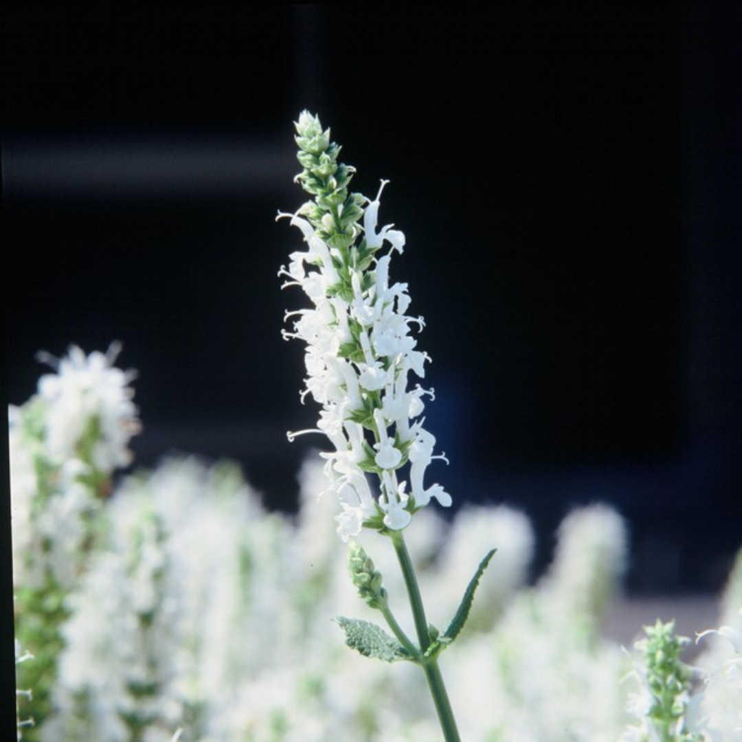 Salvia n. 'Schneehugel', detail van het blad