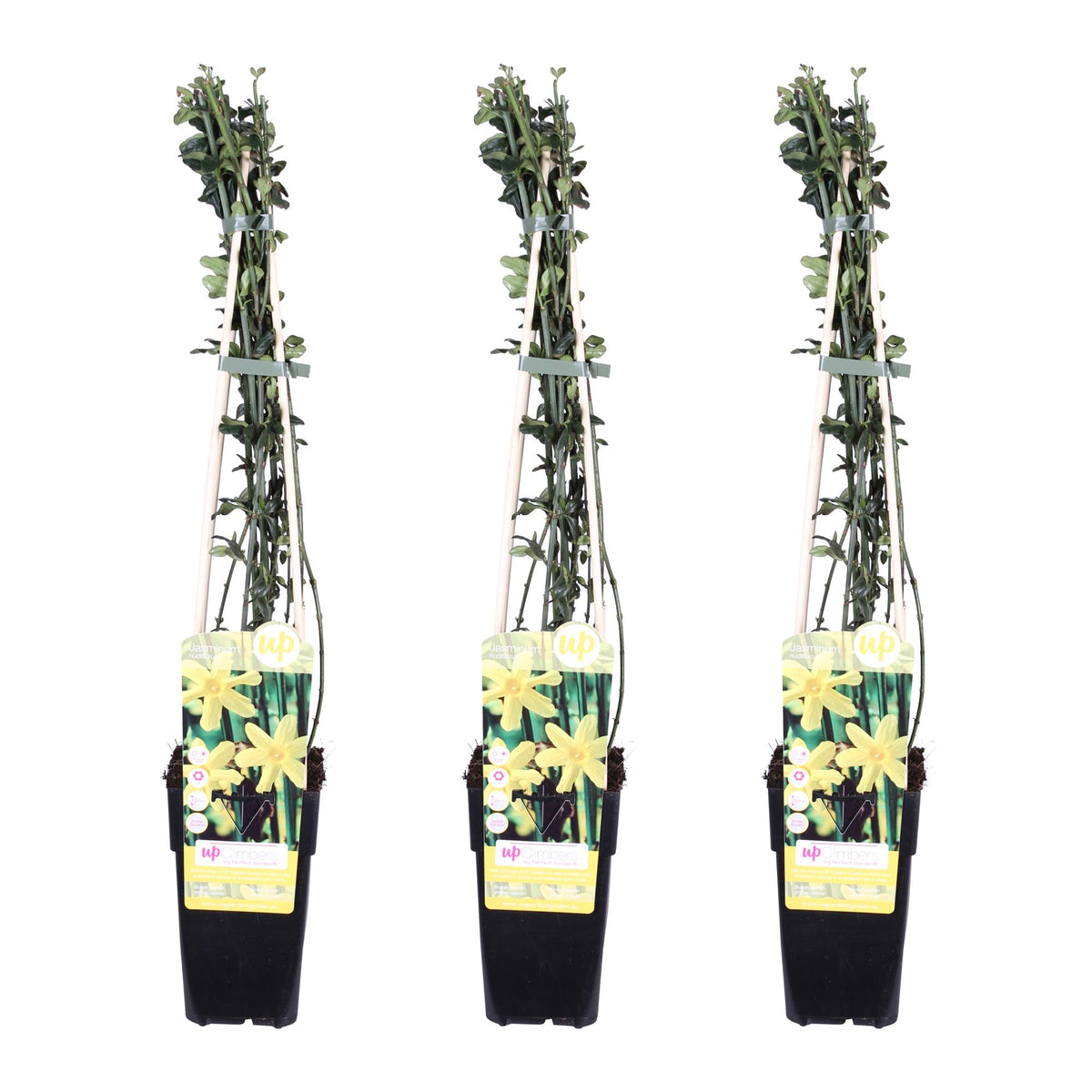 Productafbeelding van Pureplant