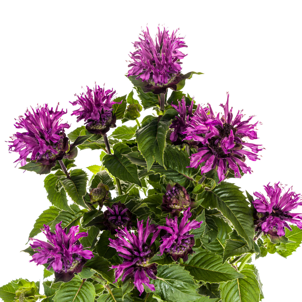 Monarda Didyma Purple, detail van het blad