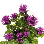 Monarda Didyma Purple, detail van het blad