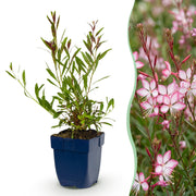Gaura lindh. Rosyjane - Prachtkaars - Bijen- en vlinderlokkers - Roze - 6 Planten