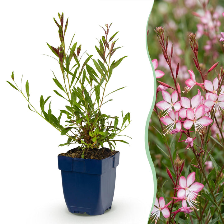 Gaura lindh. Rosyjane - Prachtkaars - Bijen- en vlinderlokkers - Roze - 6 Planten