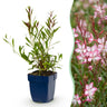 Gaura lindh. Rosyjane - Prachtkaars - Bijen- en vlinderlokkers - Roze - 6 Planten