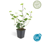 Hedera Hibernica