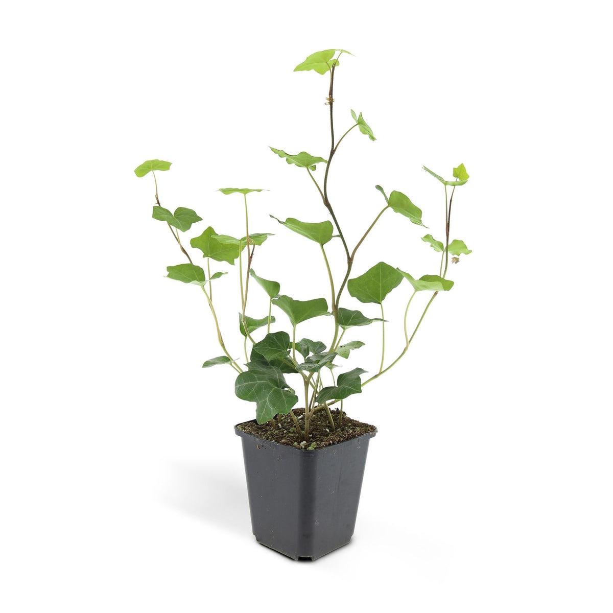 Hedera Hibernica, groeiwijze van de plant