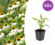 Echinacea p. &