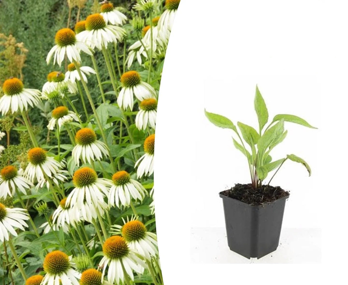Echinacea p. 'White Swan', detail van het blad