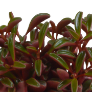 Peperomia graveolens - in terracotta pot