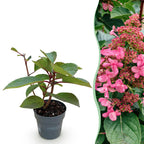Pluimhortensia Living Infinity, plant voor tuin en border
