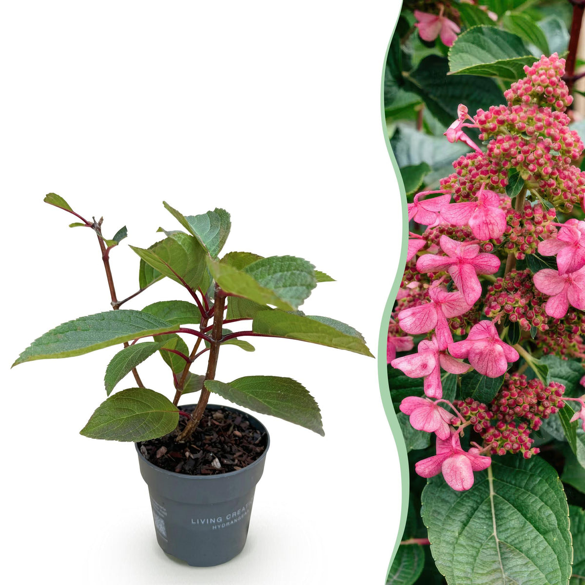 Pluimhortensia Living Infinity, plant voor tuin en border