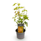 Acer palmatum Orange Dream, 35 cm hoog, plant in pot