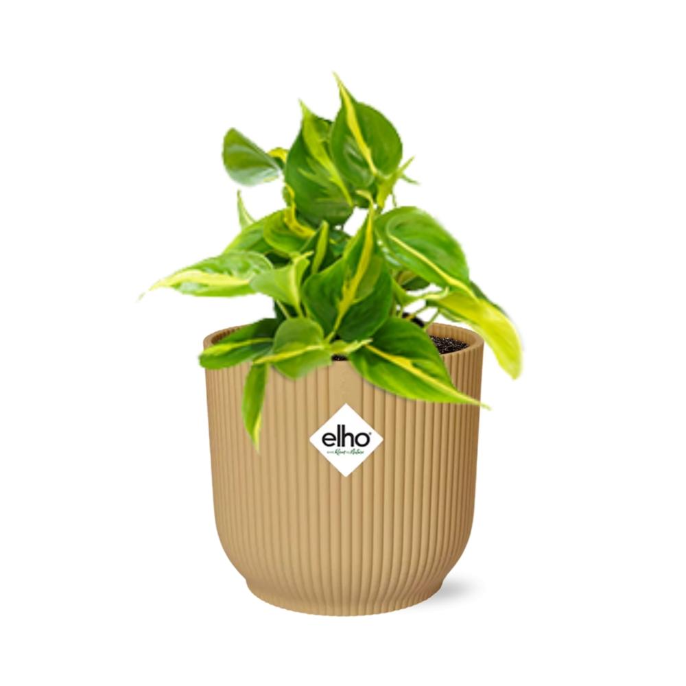 Detailfoto van Philodendron Scandens ‘Brasil’ in ELHO Vibes Fold 14cm geel