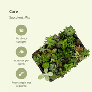 Succulenten mix, pot 5,5 cm