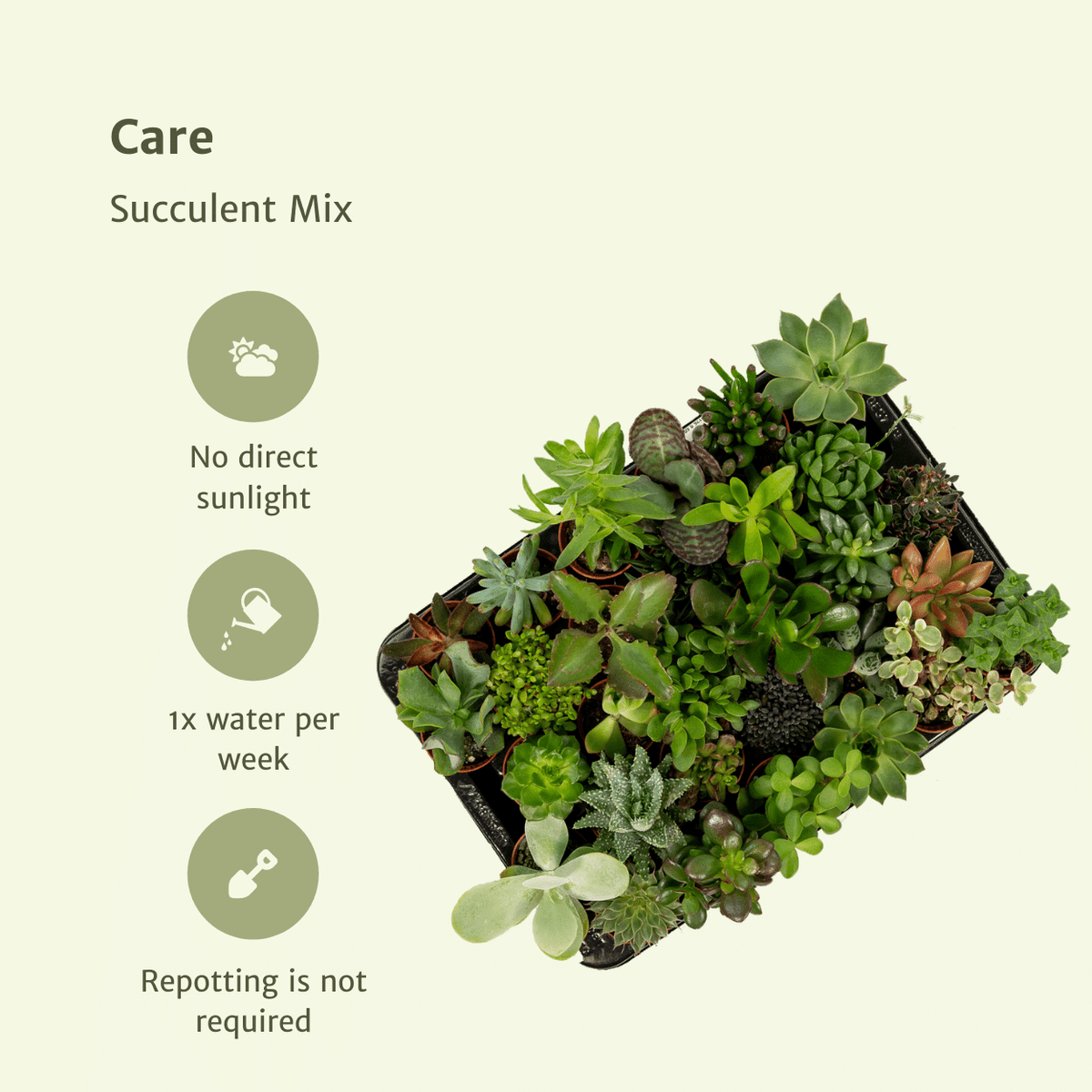 Productafbeelding van Pureplant