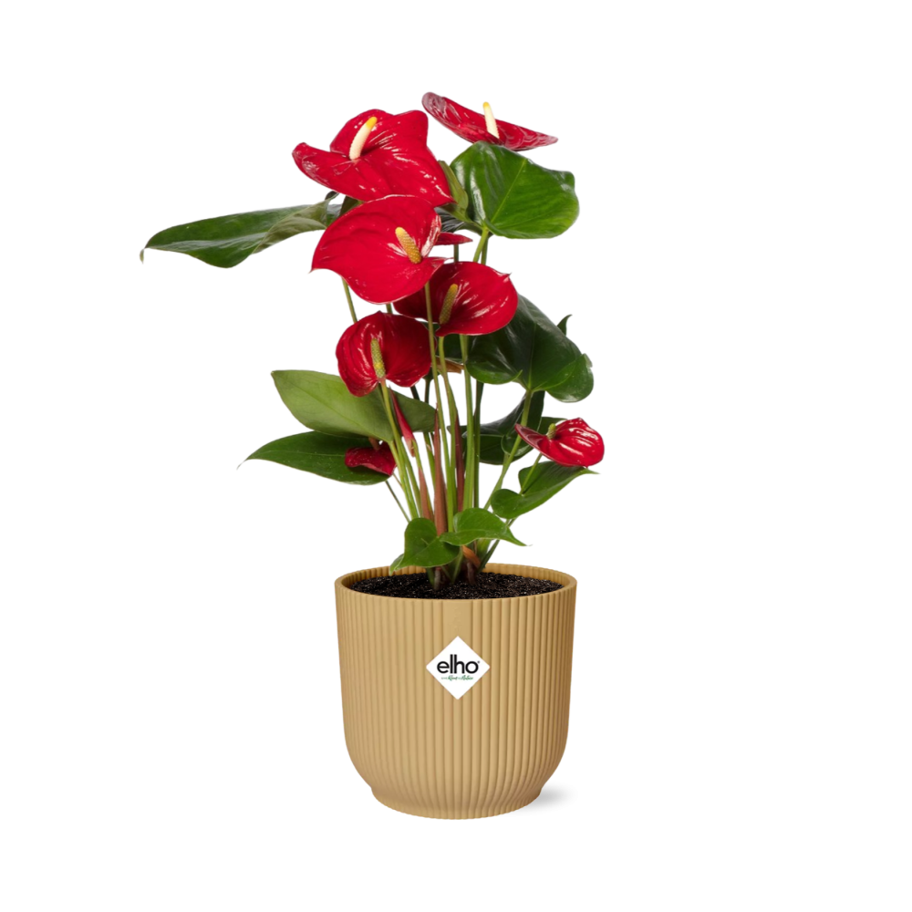 Productfoto van Anthurium Red 12cm in ELHO Vibes Fold 14cm geel