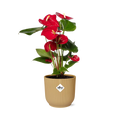 Productfoto van Anthurium Red 12cm in ELHO Vibes Fold 14cm geel