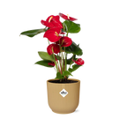 Productfoto van Anthurium Red 12cm in ELHO Vibes Fold 14cm geel