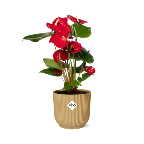 Productfoto van Anthurium Red 12cm in ELHO Vibes Fold 14cm geel