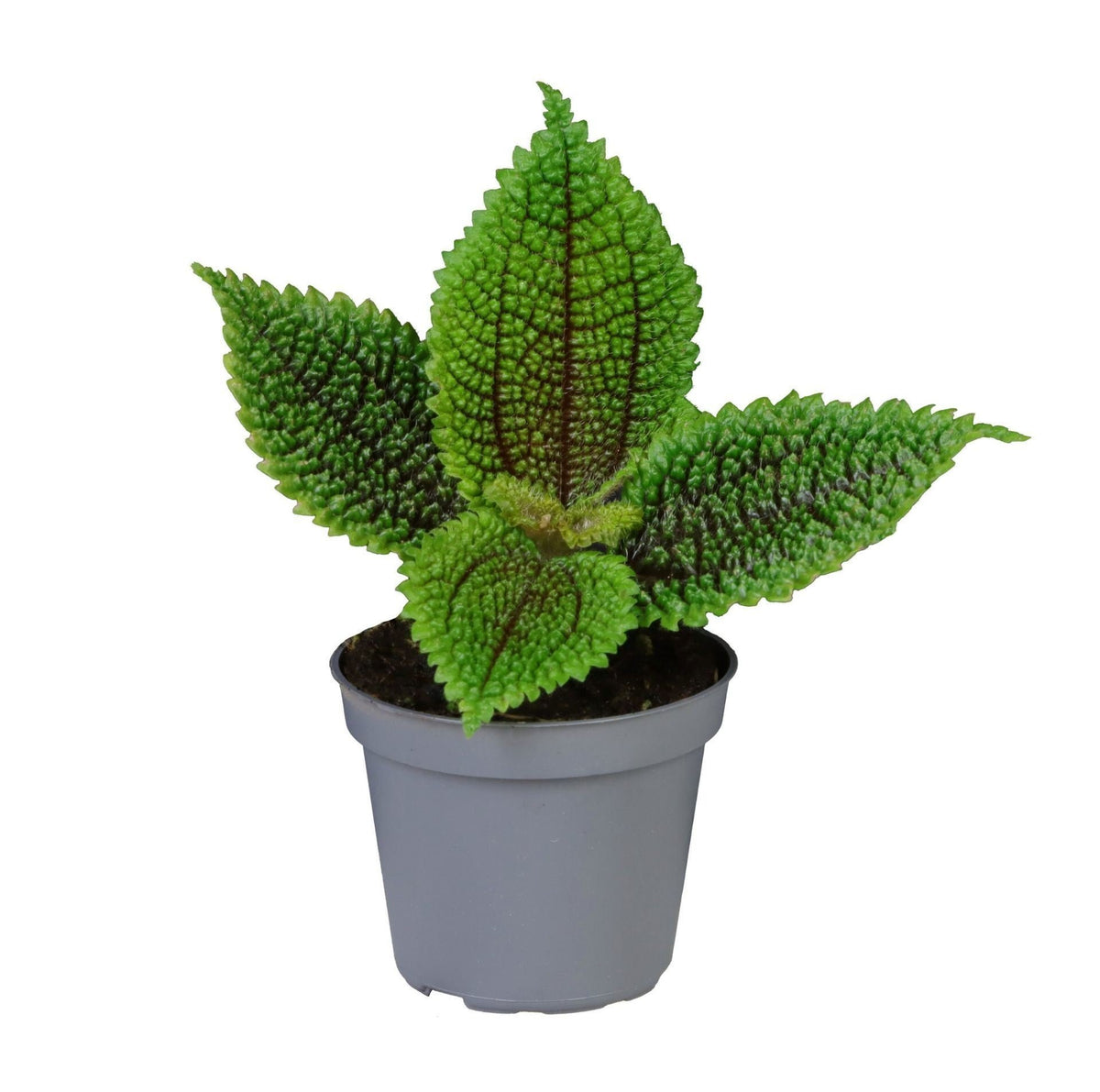 Pilea Moon Valley - Maandalvallei-pilea - Groen - Tropisch, plant in pot