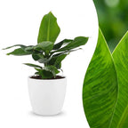 Musa Oriental Dwarf - Dwergbanaan - met witte pot, detail van het blad