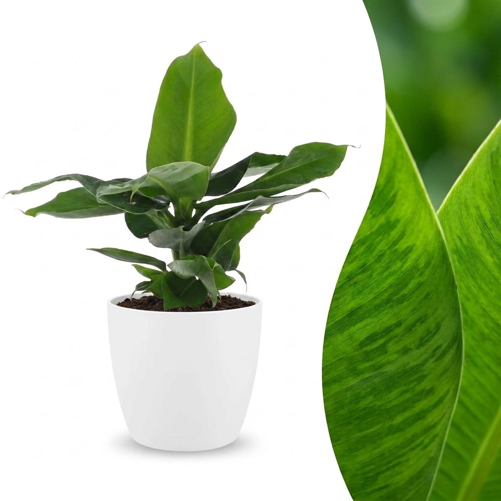 Musa Oriental Dwarf - Dwergbanaan - met witte pot, detail van het blad