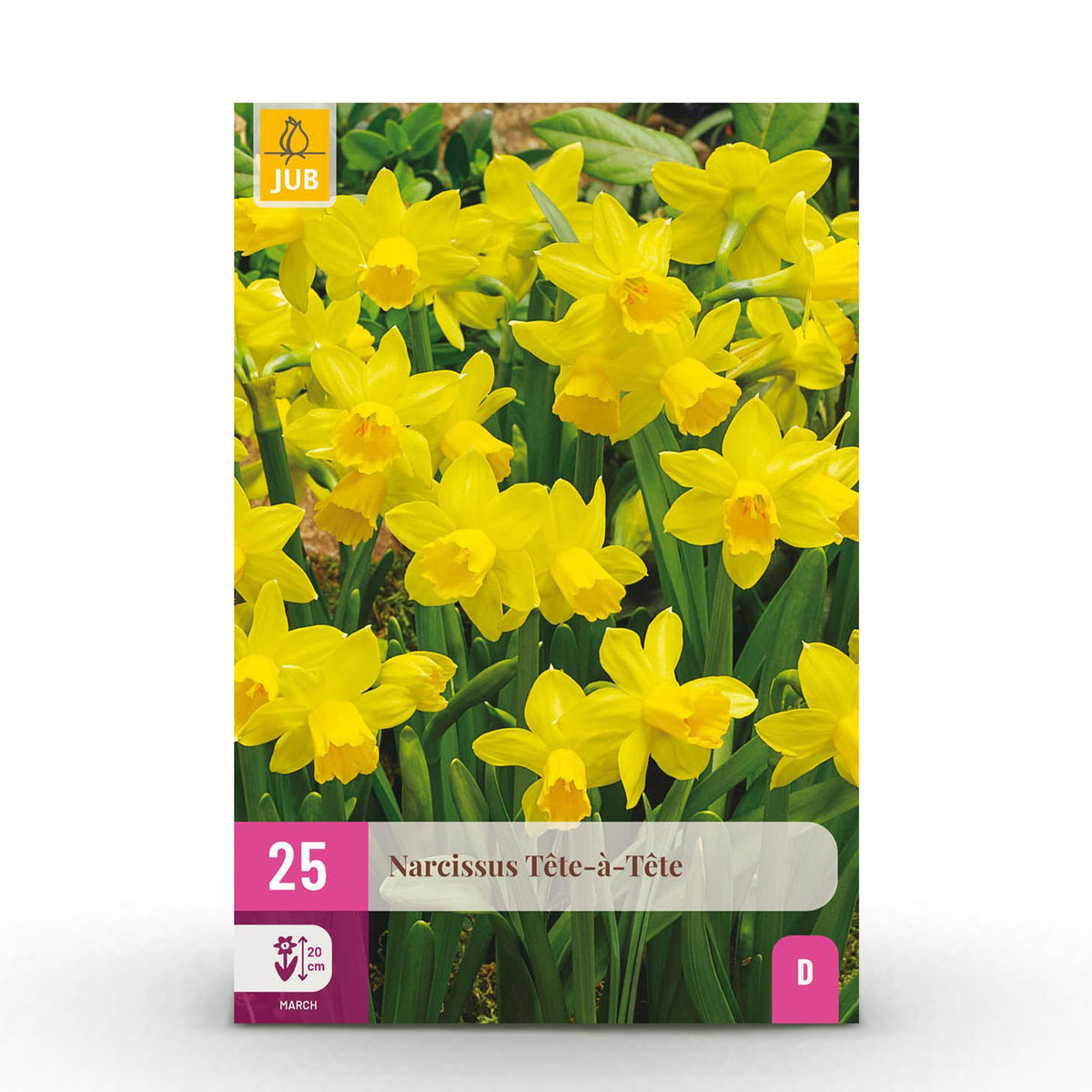 Narcis Tete, detail van het blad