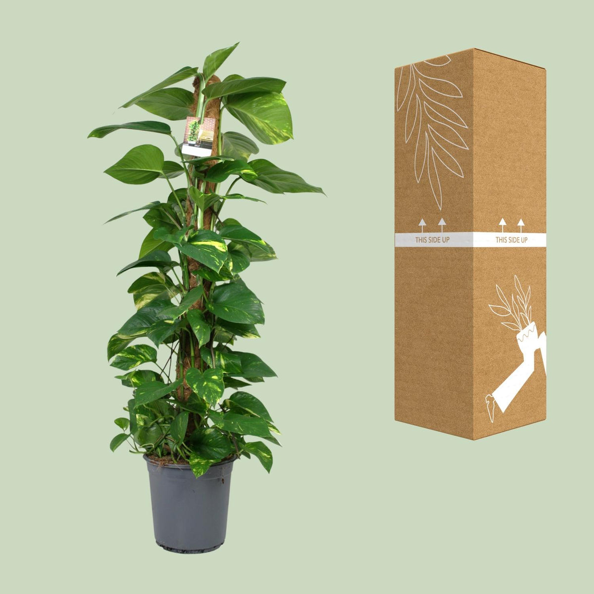 Detailfoto van Scindapsus Epipremnum