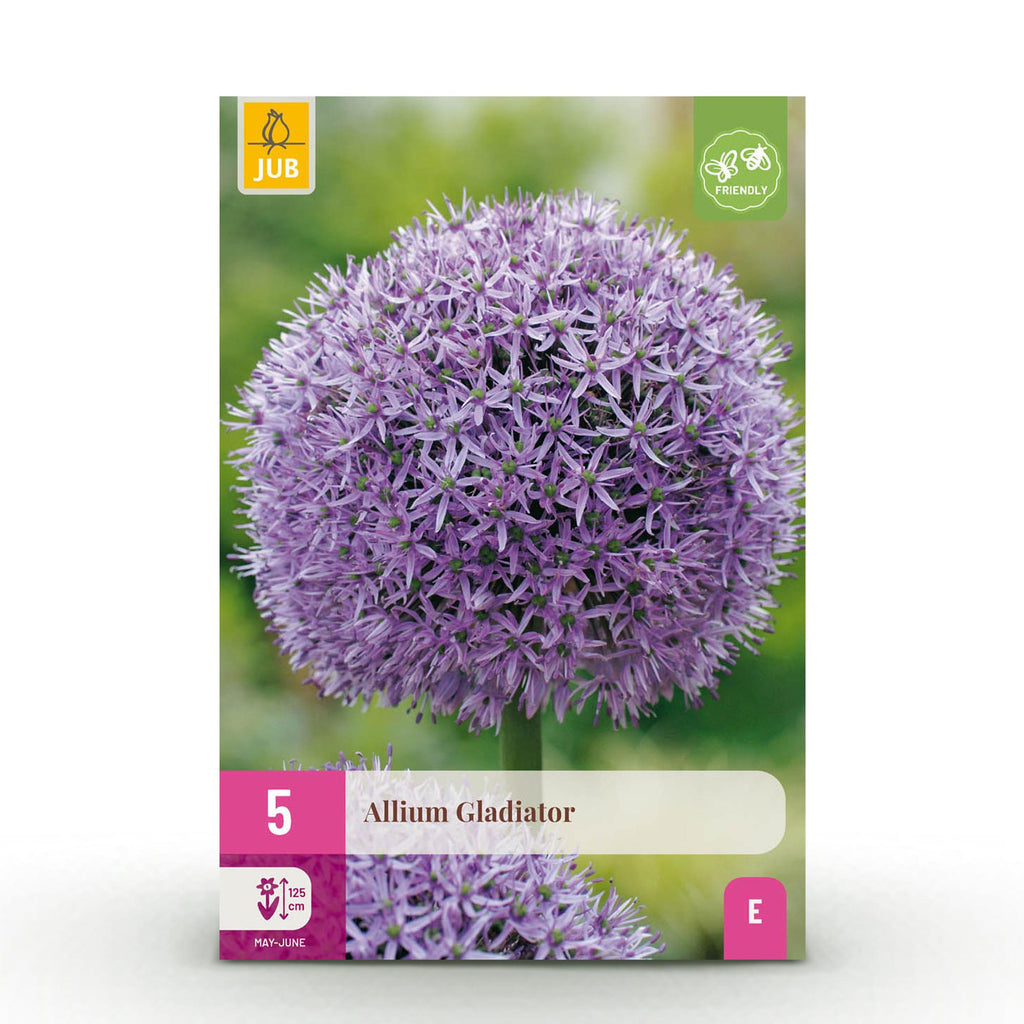 Allium Gladiator, kenmerkend blad