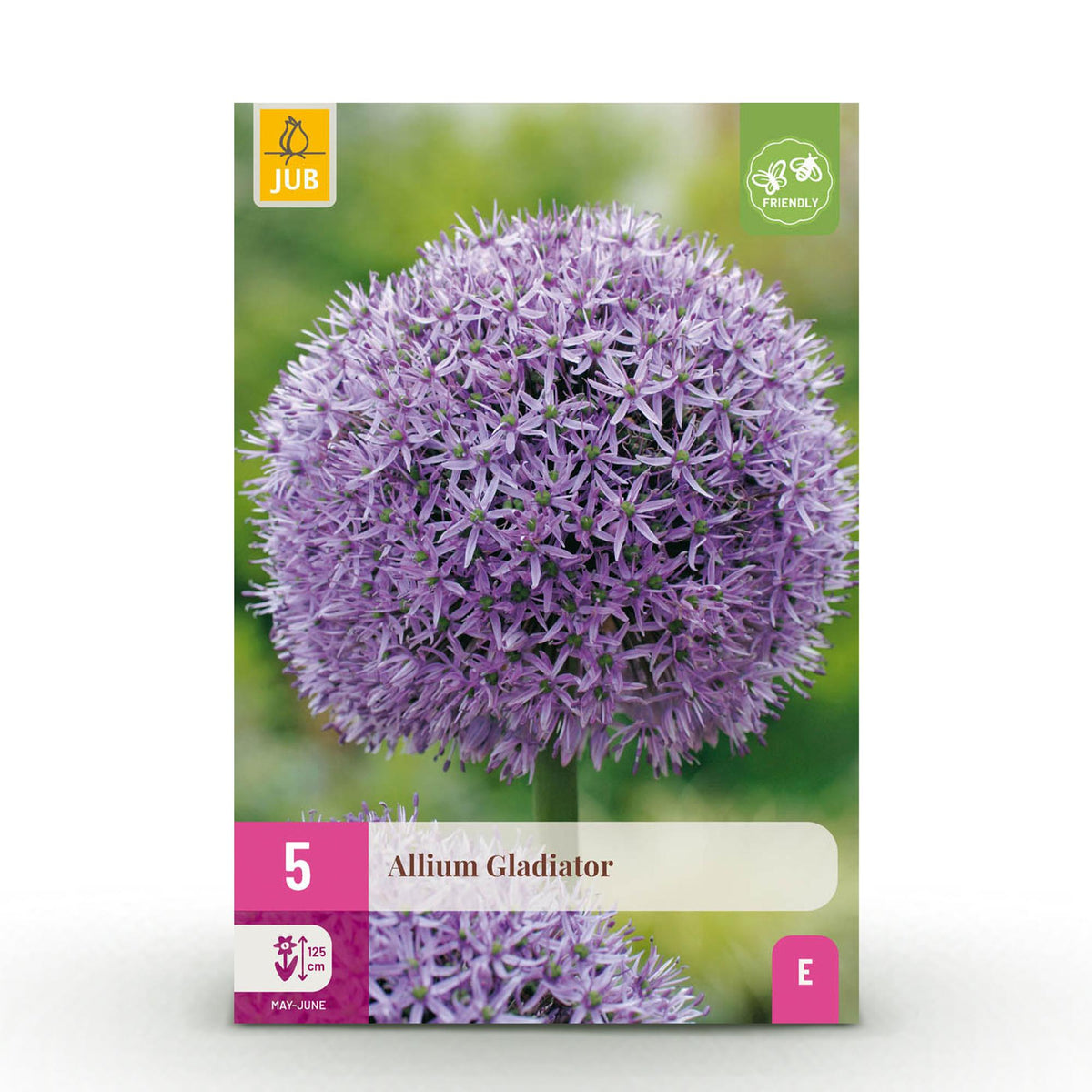 Allium Gladiator, kenmerkend blad