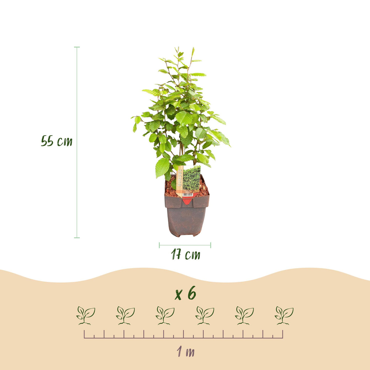 Carpinus betulus, groene bladeren