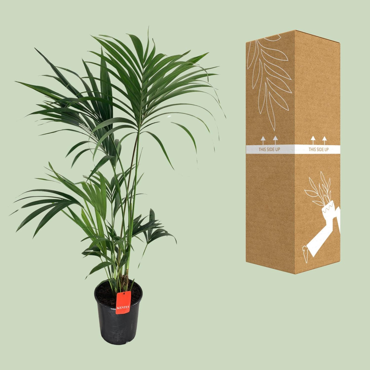 Howea Forsteriana, groene bladeren