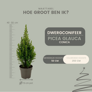 2x Picea glauca Perfecta