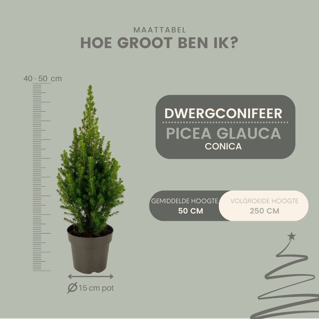 2x Picea glauca Perfecta, detail van het blad