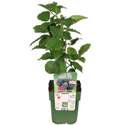 Zomervruchten, BIO fruitplanten mix van 4 soorten