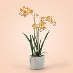 Renanthera Orchidee Geel & Oranje in pot, gezonde plant