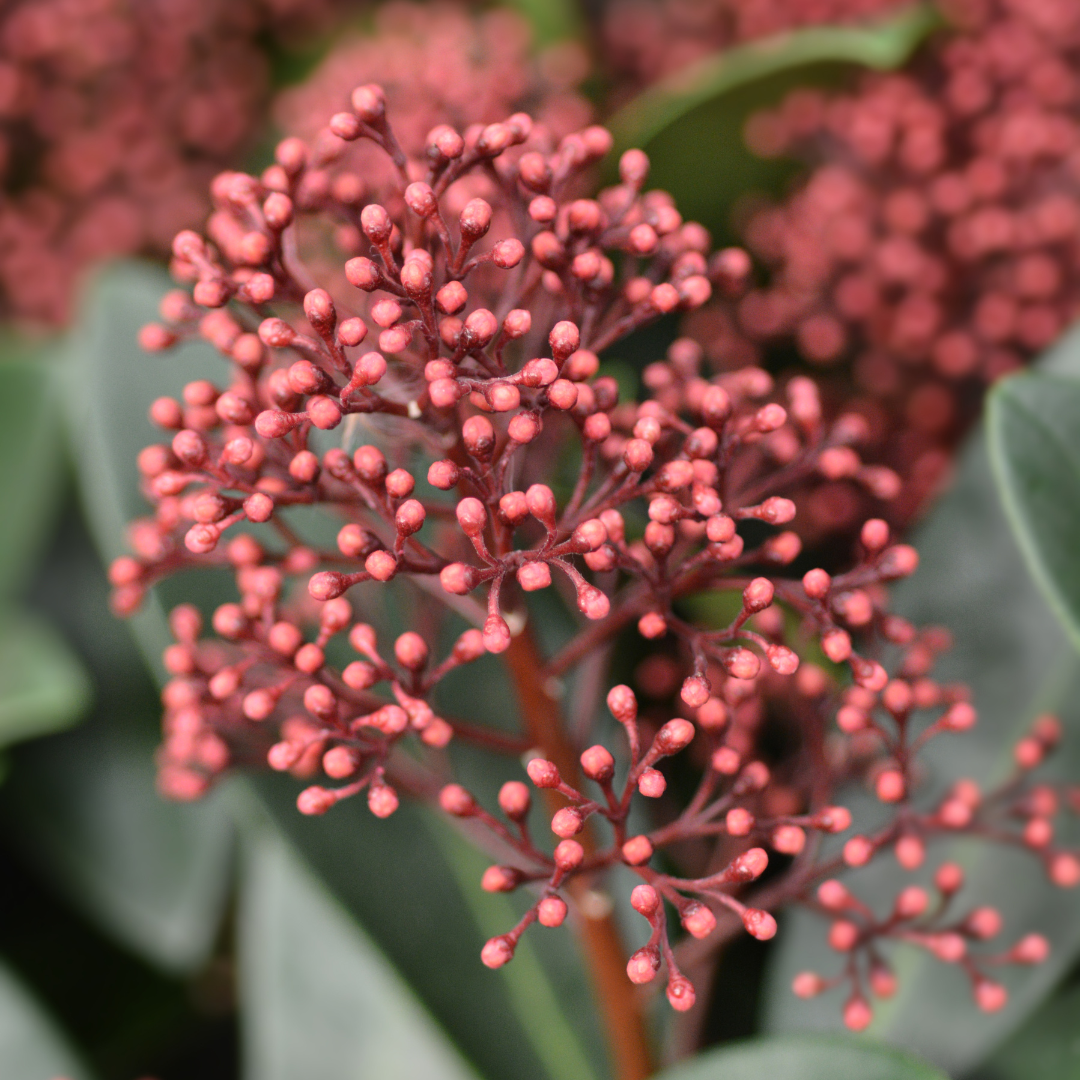 Detailfoto van Set van 3 Skimmia 'Rubella'