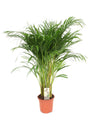 Dypsis lutescens, areca goudpalm, 120 cm hoog