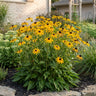 Rudbeckia fulg. Goldsturm - Gele zonnehoed - Geel - 12 Planten