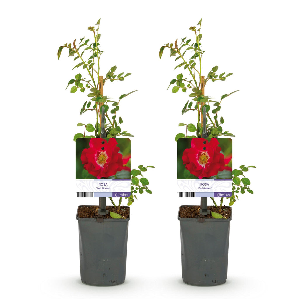 Rosa Red Queen, plant voor tuin en border